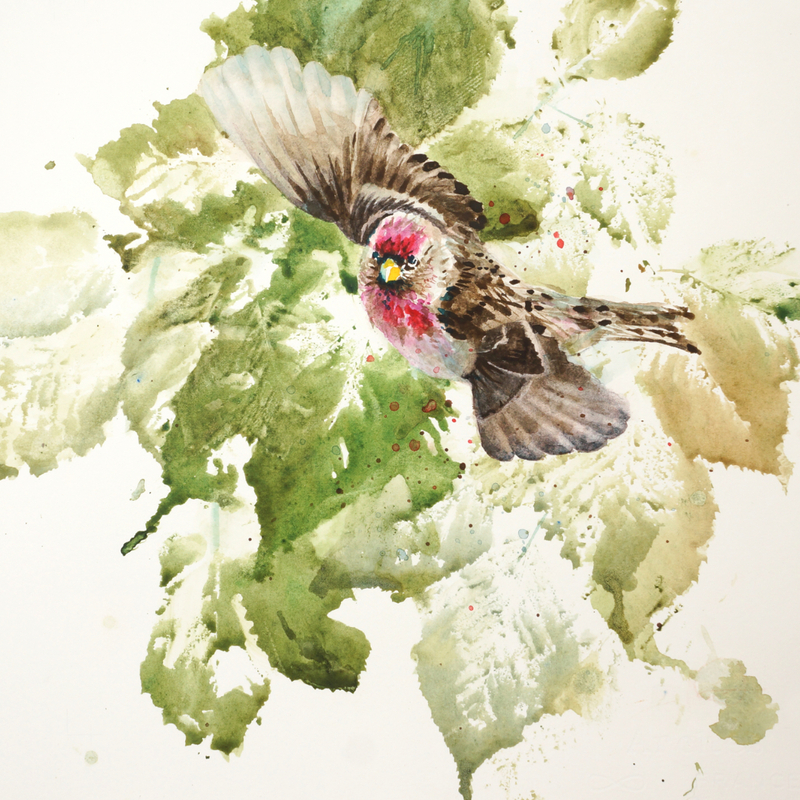 Looking to Land, Redpoll, Watercolour - 2024, (11.5" x 11 .5")